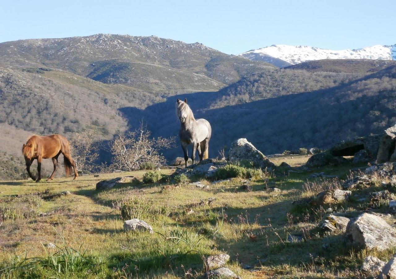 Casa Sebastiana Daire Losar De La Vera Dış mekan fotoğraf